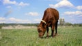 Cow calf eating grass in the ground. A young brown calf eats grass in a meadow against a blue sky. Royalty Free Stock Photo