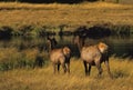 Cow and Calf Elk Royalty Free Stock Photo