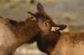 Cow and Calf Elk Affection Royalty Free Stock Photo