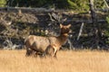 Cow and Calf Elk Royalty Free Stock Photo