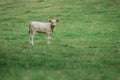 Cow Calf in Field Royalty Free Stock Photo