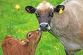 Cow and calf