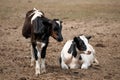 Cow and calf in the field Royalty Free Stock Photo