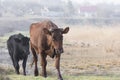 Cow and calf go to pasture. Livestock breeding. Stockbreeding and milk production Royalty Free Stock Photo