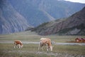 A cow and calf graze on a green meadow against the background of mountains. Royalty Free Stock Photo