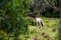 cow calf grazing grass in forest Royalty Free Stock Photo