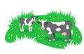 Black and white cow with little calf grazing in green meadow flat banner Royalty Free Stock Photo