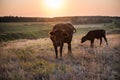 A cow and a calf grazing in a meadow