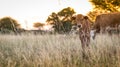 Cow Calf Grazing Royalty Free Stock Photo