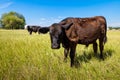 Cow and calf Royalty Free Stock Photo