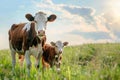 Cow and calf in green field on a beautiful summer day. Farm animals graze on the farmland. AI Generated