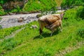 Cow with Calf on a Green Madow at North Caucasus, Elbrus