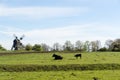 Cow and calf in a green pastureland with an old traditional windmill Royalty Free Stock Photo