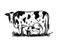 Cow with calf. Hand drawn engraving style. Black color vector illustration. Royalty Free Stock Photo