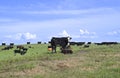 Cow and calf with herd of beef cattle Royalty Free Stock Photo