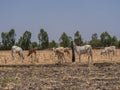 Cow and calf herd in the field