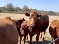 Cow and calf in a herd of Red Angus beef cattle Royalty Free Stock Photo