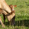 cow and calf in high grass of summer meadow Royalty Free Stock Photo