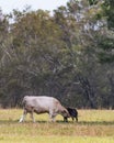 Cow and calf in late summer pasture - vertical Royalty Free Stock Photo