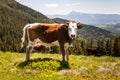 Cow Calf Loitering on Green Pasture Meadow