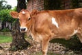Cow Calf looking and standing Royalty Free Stock Photo