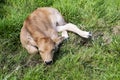 Cow calf lying in the grass Royalty Free Stock Photo