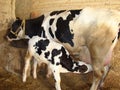 Cow calf. The calf drinking milk from its mother`s breast, motherhood