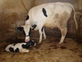 The mother cow licks the newborn calf to clean it. The first moments of birth Royalty Free Stock Photo