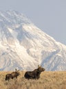 COW AND CALF MOOSE IN AUTUMN COLORS STOCK IMAGE Royalty Free Stock Photo