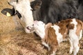 Cow with calf Royalty Free Stock Photo