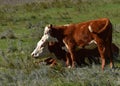 Cow/calf pair of beef cattle in pasture in North Dakota.