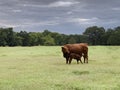 Cow and Calf pair, calf drinking milk, nursing on mother cow Royalty Free Stock Photo