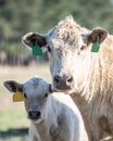 Cow-calf pair portrait Royalty Free Stock Photo