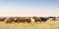 Beef cow and calf pairs in pasture on the ranch at the end of day Royalty Free Stock Photo