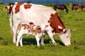Cow with calf on pasture Royalty Free Stock Photo