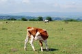 Cow calf on pasture Royalty Free Stock Photo
