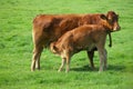 Cow and calf at a pasture Royalty Free Stock Photo