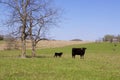 Cow and Calf in Pasture    814078 Royalty Free Stock Photo