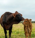 Beef cattle livestock. Cow and calf facing camera