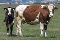 Cow With Calf On Pasture Looking At Camera Royalty Free Stock Photo