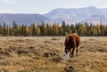 Cow calf on a pasture in the mountain steppe against the background of mountains in the haze. Altai, Russia. Royalty Free Stock Photo