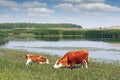 Cow and calf on pasture Royalty Free Stock Photo