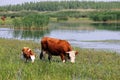 Cow and calf on pasture Royalty Free Stock Photo