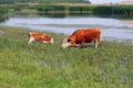 Cow and calf on pasture near river Royalty Free Stock Photo