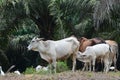 Cow and calf in pasture with oil palm tress as background.
