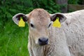 Cow calf portrait in field ear tags blanked out Royalty Free Stock Photo