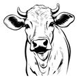 Calf portrait sketch hand drawn Farming and cattle breeding Vector illustration. Royalty Free Stock Photo