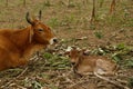 A cow and a calf, resting on the field Royalty Free Stock Photo