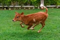 Cow Calf Running and jumping in ground Royalty Free Stock Photo