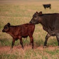 Cow and calf in rural field. Herd of cows under the spring sun.